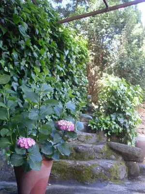 Jardín al aire libre en La Casita del Tejo