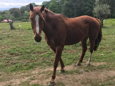 Animales en la casa o chalet o alrededores