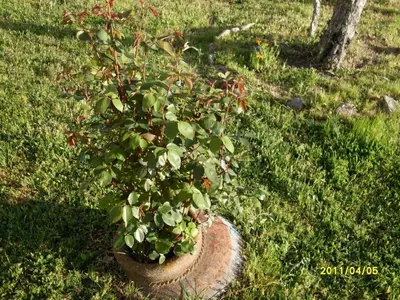 Jardín al aire libre en Casa Rural Amelia