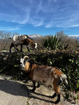 Animales en la casa o chalet o alrededores
