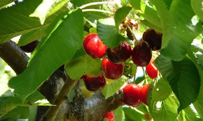 Jardín al aire libre en Puente Canto de Gredos