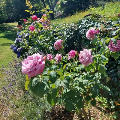 Jardín al aire libre en Puente Canto de Gredos