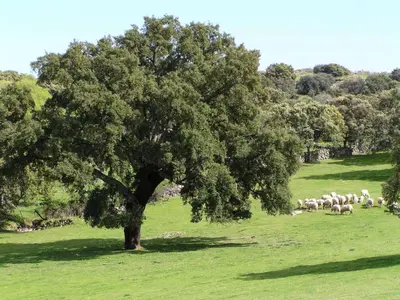 Paisaje cerca of this country house
