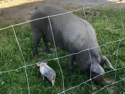 Animales en the country house o alrededores