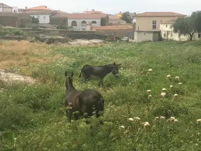 Mascotas con sus dueños en Casa rural La Tahona del abuelo TR CC 00344
