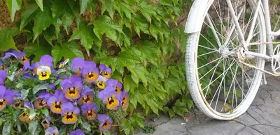 Montar en bicicleta en HOTEL RURAL A VELHA FABRICA o alrededores