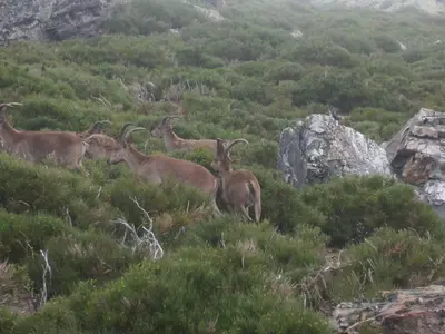 Animales en the country house o alrededores