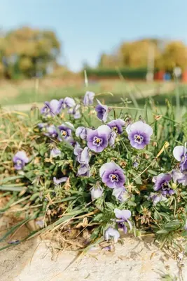 Jardín al aire libre en Alojamiento Turístico La alegría de la huerta