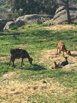 Animales en el apartamento o alrededores