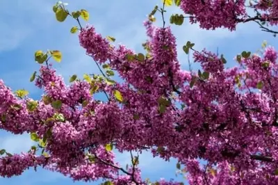 Jardín al aire libre en Hostal Avenida