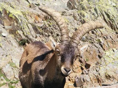 Animales en el hostal o pensión o alrededores