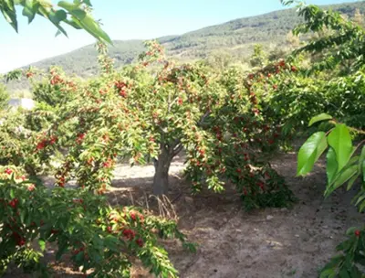 Paisaje cerca of this country house