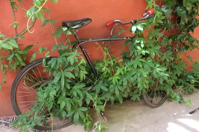 Montar en bicicleta en Hotel la Boheme o alrededores