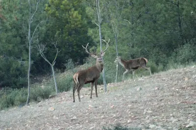 Animales en el apartamento o alrededores