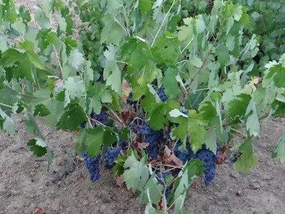 Jardín al aire libre en Casa Cristina