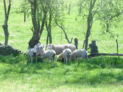 Animales en the country house o alrededores