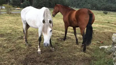 Animales en la casa o chalet o alrededores