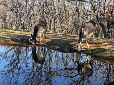Animales en la casa o chalet o alrededores