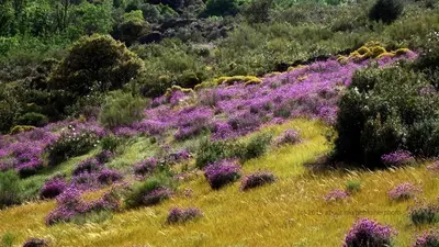 Paisaje cerca of this country house