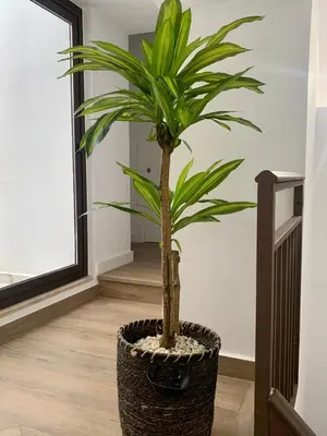 Plano de PUERTA DE CACERES Apartamento 2