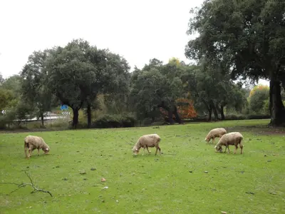 Animales en the country house o alrededores