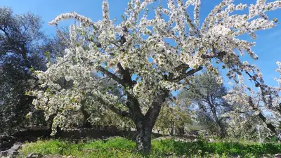 Jardín al aire libre en Apartamentos El Capricho