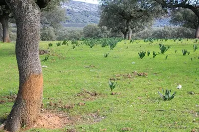 Jardín al aire libre en Palacio Viejo de Las Corchuelas