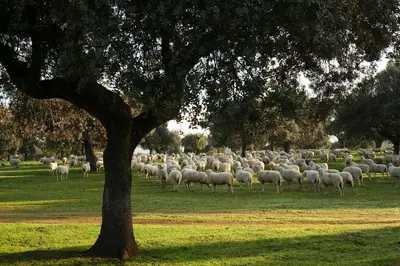 Animales en el hotel o alrededores