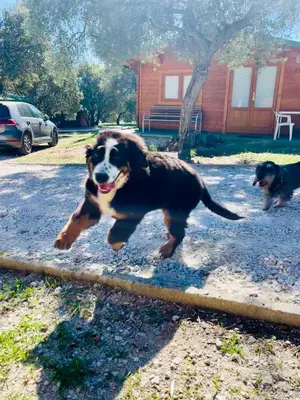 Mascotas con sus dueños en El Bosque de Ribera