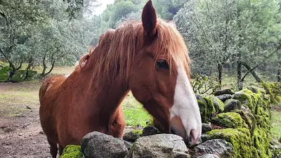 Animales en la casa o chalet o alrededores