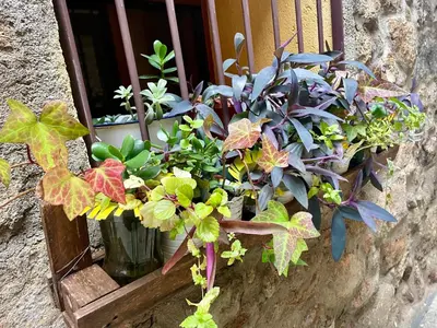 Jardín al aire libre en Casa Artista