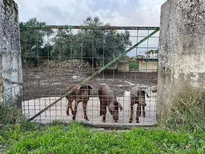 Animales en la casa o chalet o alrededores