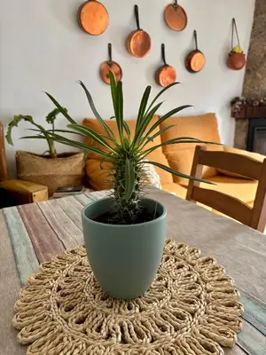 Plano de Casa Árbol