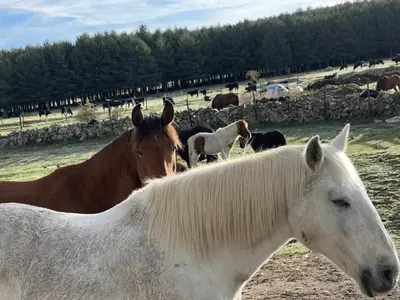 Animales en el apartamento o alrededores
