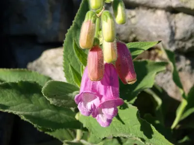 Jardín al aire libre en La Posada de Grimaldo