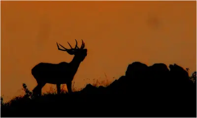 Animales en the country house o alrededores