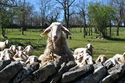 Animales en la casa o chalet o alrededores
