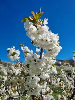Plano de ALBAREÍLLA by #cherrygredos