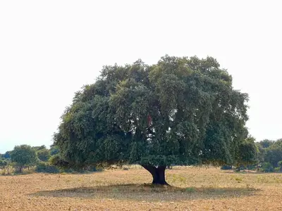 Plano de Casa La Colmena Ávila