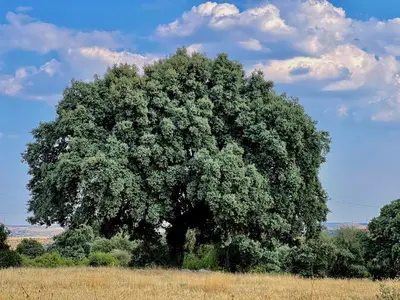 Paisaje cerca of this country house