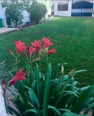Jardín al aire libre en Casa Rural Los Olmos
