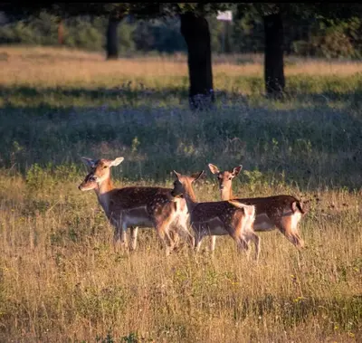 Animales en el apartamento o alrededores