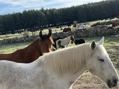 Animales en el apartamento o alrededores