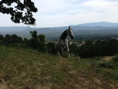 Animales en el hotel o alrededores