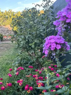 Jardín al aire libre en El huerto de Lino