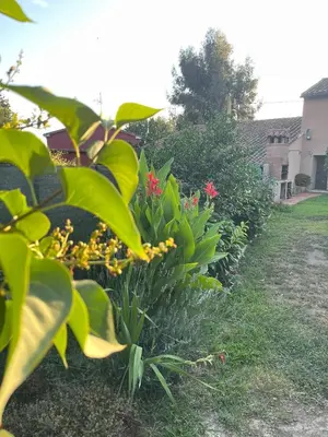 Jardín al aire libre en El huerto de Lino