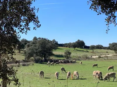 Animales en la casa o chalet o alrededores
