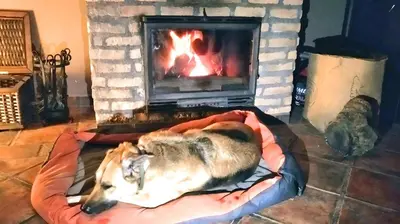 Mascotas con sus dueños en Casa Vaélico