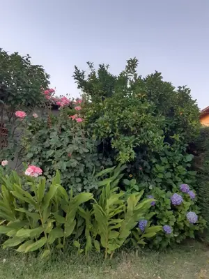 Jardín al aire libre en La Celestina