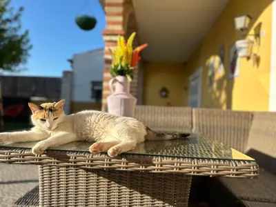 Mascotas con sus dueños en Casa Rural El Limonero